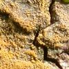 Porina rosei